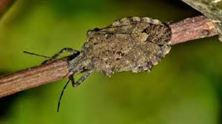 Piemonte, previsti interventi contro la cimice asiatica