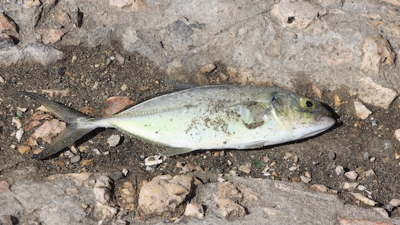 pesce inquinamento