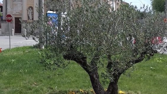 ulivo loreto