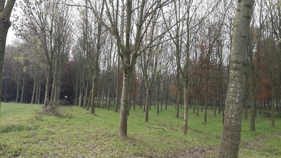 bosco. novara