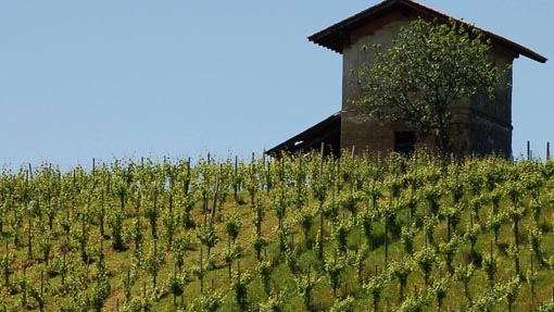 vigna novarese