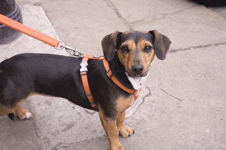 cane guinzaglio