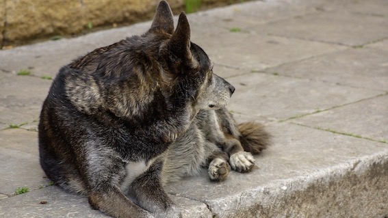 cane abbandonato