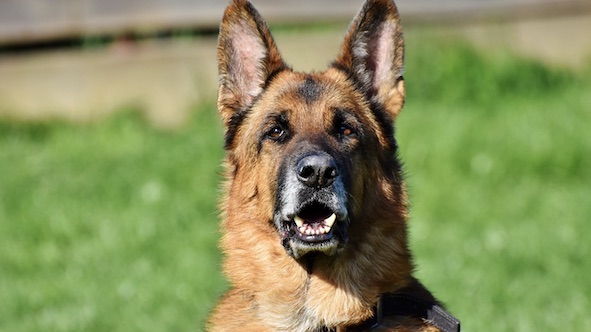 cane antiveleno