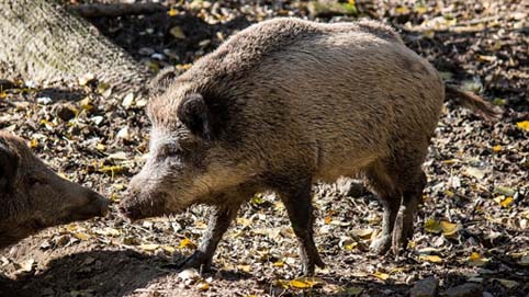 cinghiale foto 1