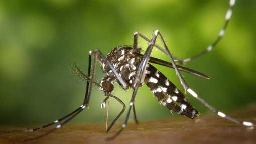 Febbre del Nilo (West Nile Virus): un caso nel Novarese e uno nel Vercellese