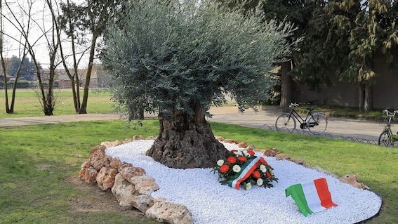 cameri ulivo memoria covid