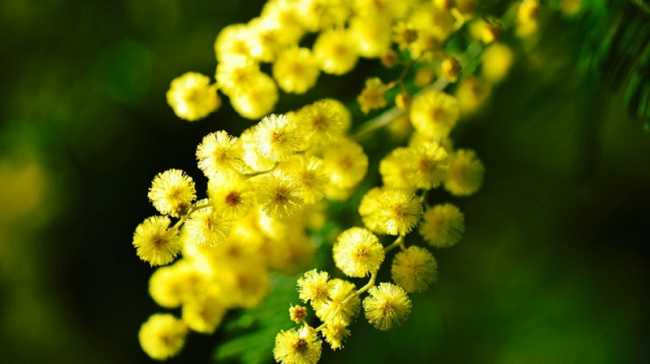 mimosa foto
