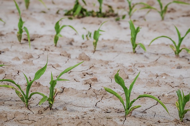 agricoltura siccita