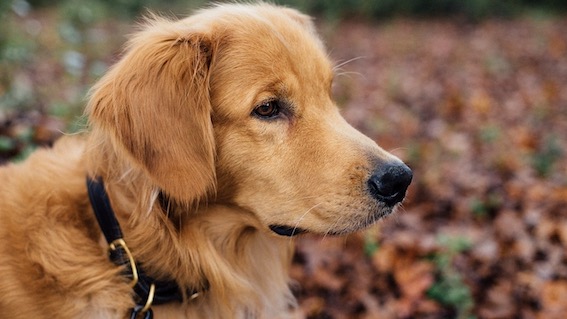 Cameri, "Il cane in città": iniziativa dell'assessorato all'Ambiente