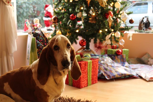 cane albero natale