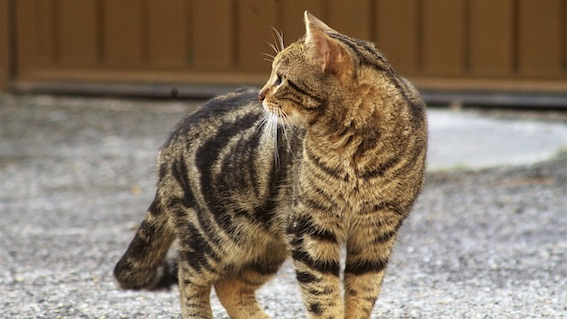 gatto randagio