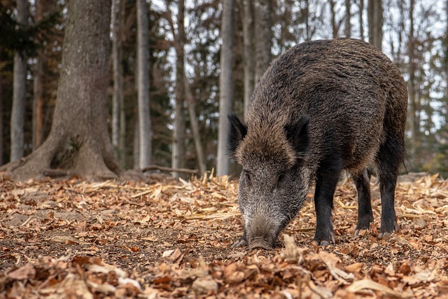 cinghiale