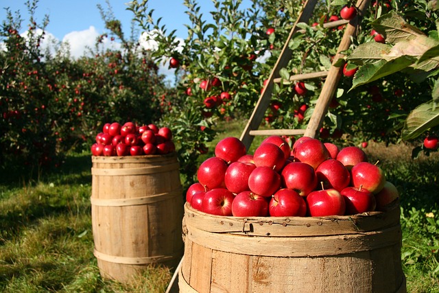 raccolta frutta