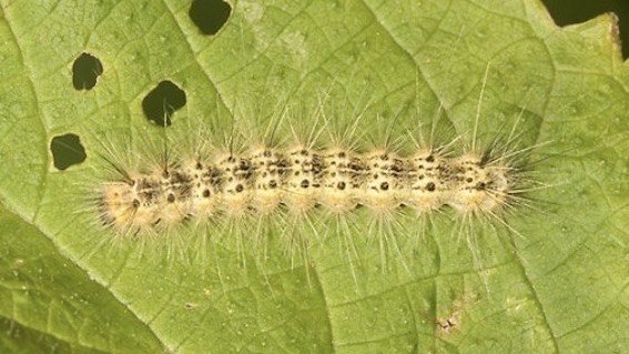 ifantria trecate