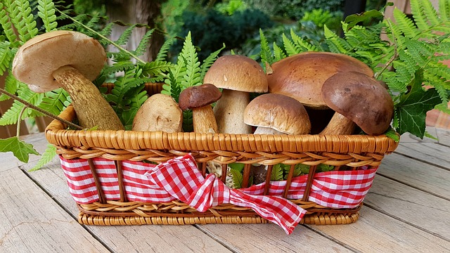 cesto funghi
