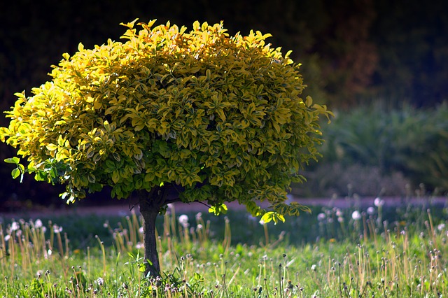 Albero verde natura