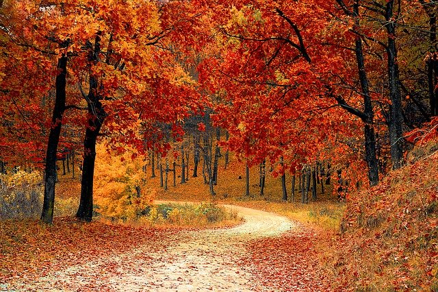 Bosco autunno