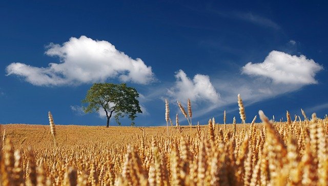 Campo agricoltura spighe grano