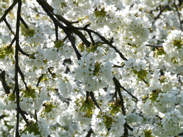 Fiori ciliegio primavera albero