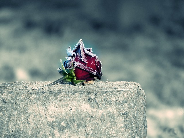 Rosa commemorazione ghiaccio