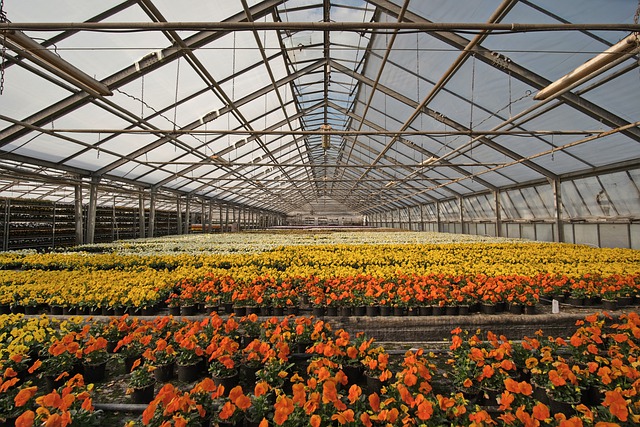 Serra fiori