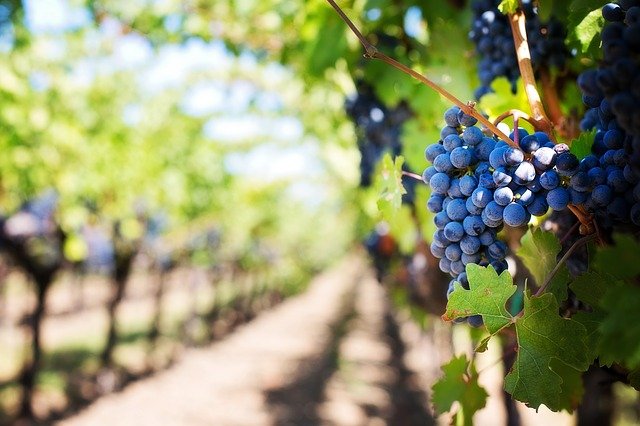 Uva vigna viti vino