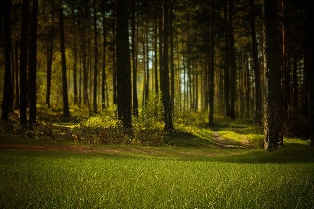 forest alberi