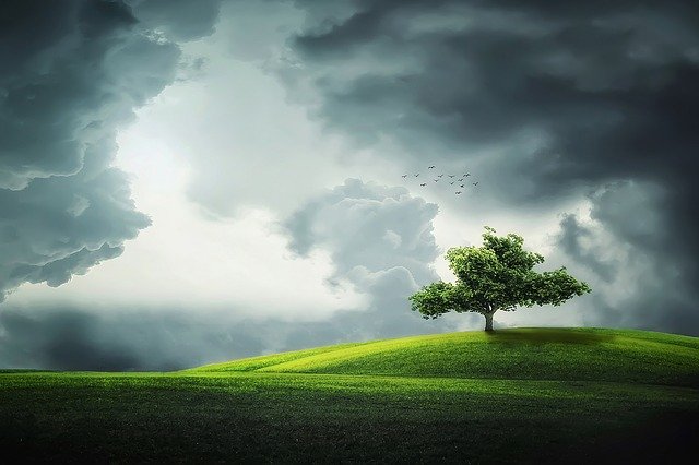nuvole albero