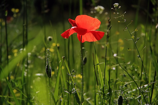papavero fiore resistenza partigiani
