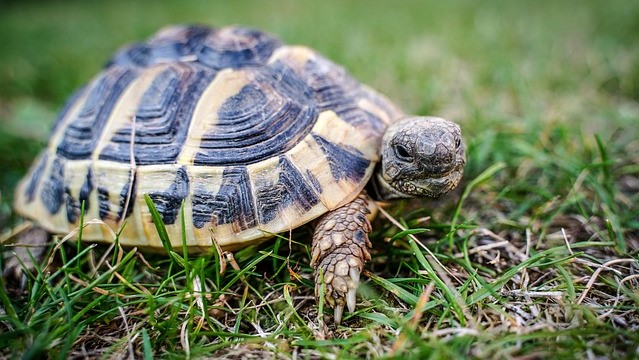 tartaruga