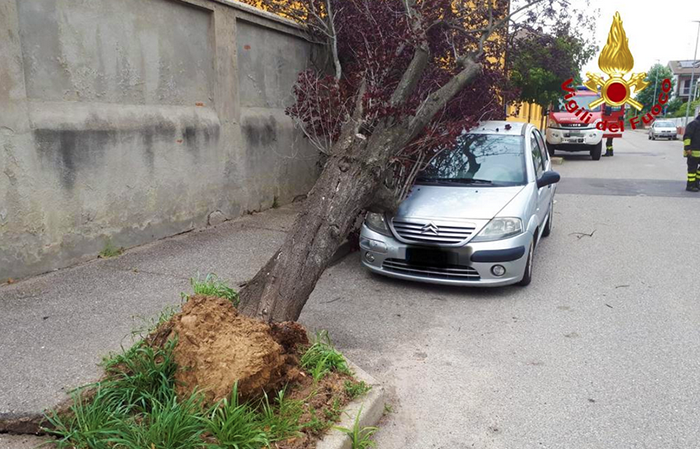 Una pianta cade su un'auto posteggiata. Nessun ferito
