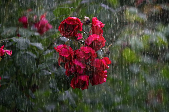 heavy rain g65bca10da 640