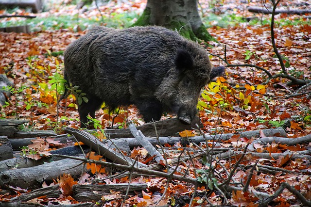 wild boar gbb49b543c 640