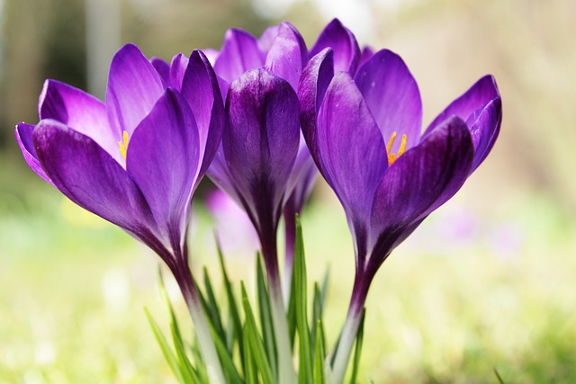 crocus ga28bbe0e4 640