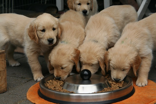golden retriever puppy g1f78e0e0d 640